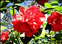 Picture Title -  Camellia Japonica 