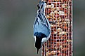 Picture Title - Nuthatch on Peanuts