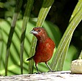 Picture Title - red bird