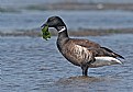 Picture Title - Brant