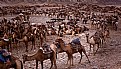 Picture Title - Camel park, Hamed Ela