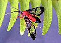 Picture Title - Moth on fern