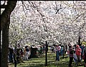 Picture Title - Cherry Blossoms 4