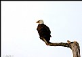 Picture Title - Simple Eagle
