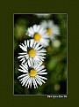 Picture Title - Wild Aster