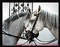 Picture Title - Horse Whisper