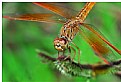 Picture Title - dragonfly2