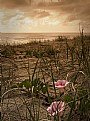 Picture Title - Dune Flowers