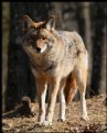 Picture Title - Coyote (Canis latrans)