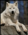 Picture Title - Arctic Wolf (Canis lupus arctos)