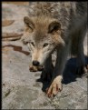 Picture Title - Gray Wolf (Canis lupus)