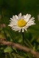 Picture Title - picking daisies?