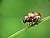 Chrysomelidae Beetle