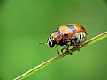 Picture Title - Chrysomelidae Beetle