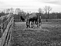 Picture Title - Horse in B&W