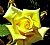 Yellow Rose