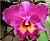Orquídea V