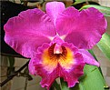 Picture Title - Orquídea V