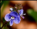 Picture Title - Flower