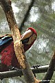 Picture Title - Parrot