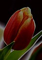 Picture Title - Tulip