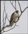 Picture Title - Red-tailed Hawk