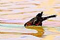 Picture Title - The bird in the water