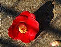 Picture Title - fallen camellia