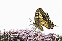 Picture Title - butterfly