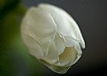 Picture Title - Softness Tulip