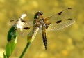 Picture Title - Beauty in the sun