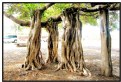 Picture Title - Banyan Tree's