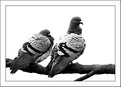 Picture Title - Lovebirds