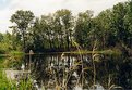 Picture Title - Country Slough