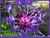 cornflower