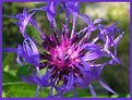 Picture Title - cornflower