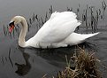 Picture Title - The swan...