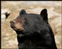 Picture Title - Black Bear (Ursus americanus)