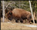 Picture Title - Bison