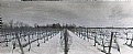 Picture Title - Snowy Vineyard