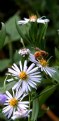 Picture Title - *  ascending aster *