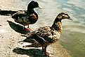 Picture Title - Green Park Ducks