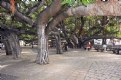 Picture Title - The Largest Banyan Tree