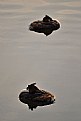 Picture Title - two grebes