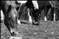 Picture Title - three horses