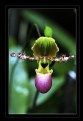 Picture Title - Paphiopedilum