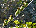 Picture Title - Bee-eaters