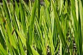 Picture Title - grass