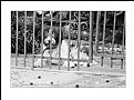 Picture Title - Guard Dog