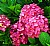 Red Hortensia